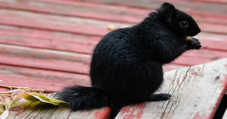 Black Squirrels