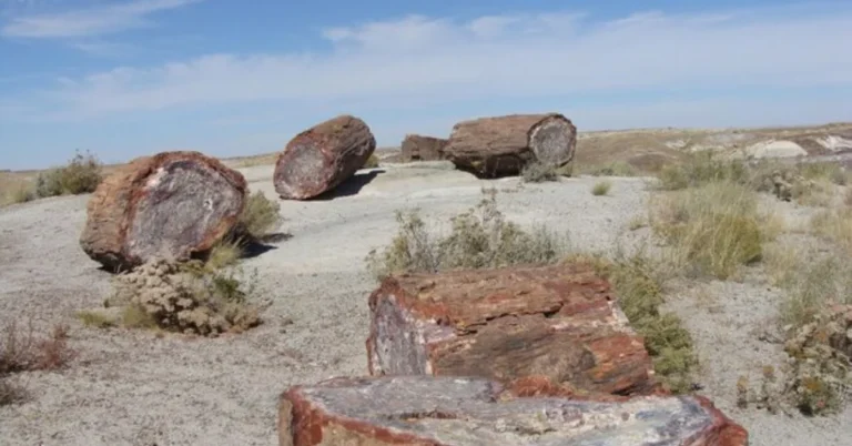 Petrified Wood