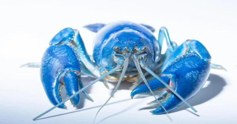 Blue Lobster