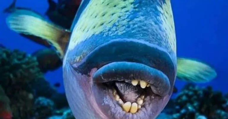 Ugly Fish